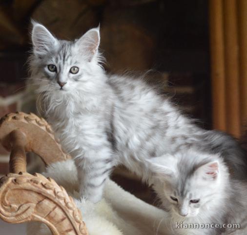 je donne chaton Maine coon 