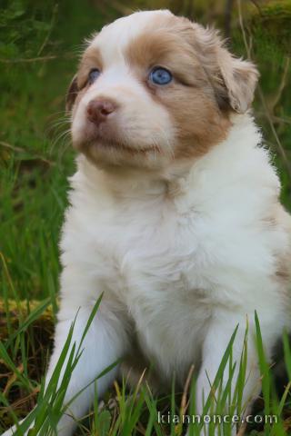 adorable chiot berger australien à adopter 