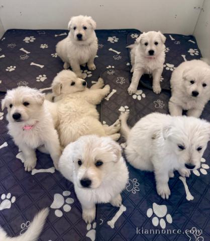 je donne chiot berger blanc suisse