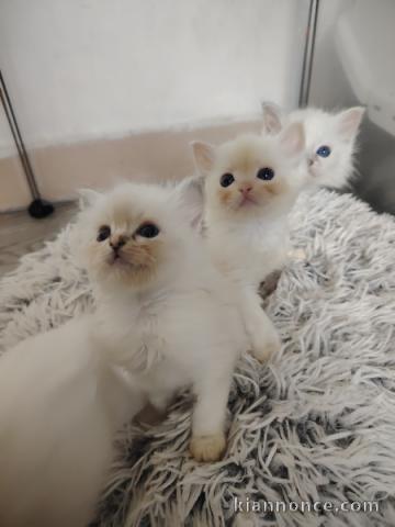 adoption chaton ragdoll mâle et femelle 