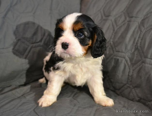 chiot cavalier king charle disponible 