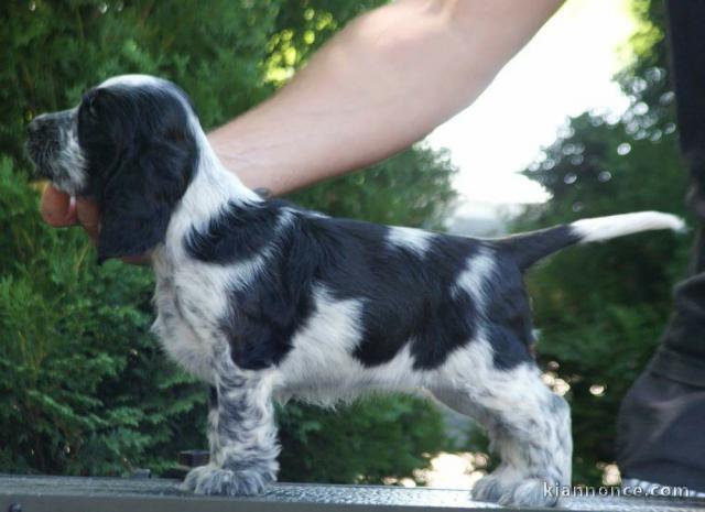 Cocker Anglais – magnifiques chiots