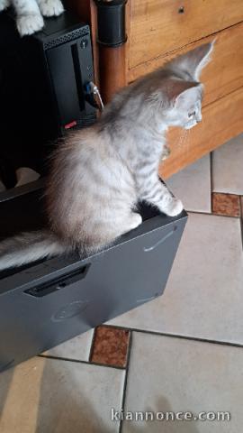 magnifique chaton maine coon disponible 