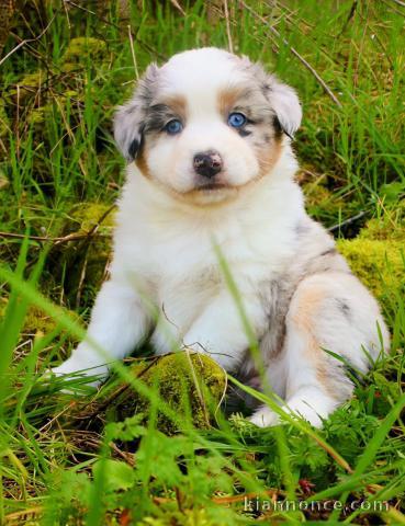 adoption chiot berger australien mâle 