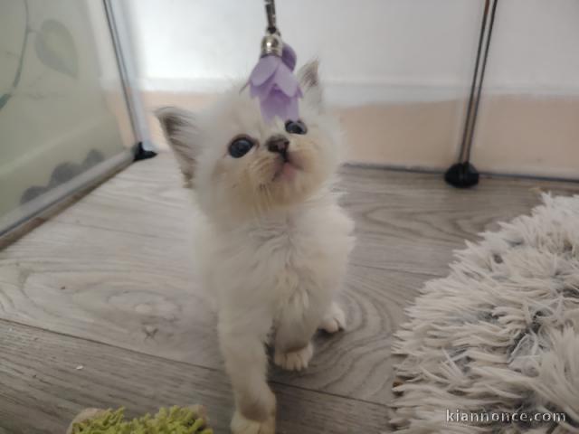 je donne mon chaton ragdoll femelle 