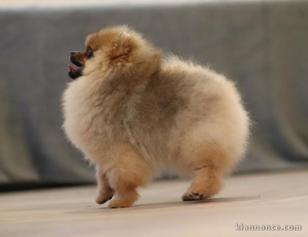 chiot spitz allemand race pure 