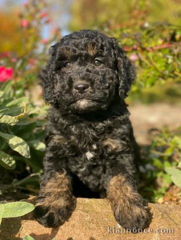 je donne chiot cockapoo disponible 