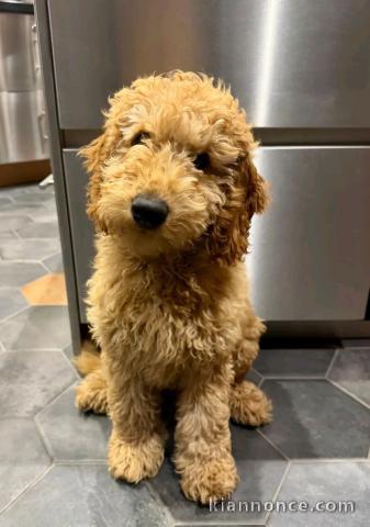 Dons bébé chiot cockapoo disponible 