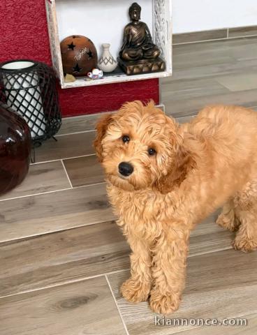je donne chiot cockapoo disponible 