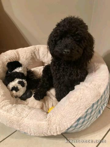 chiot cockapoo disponible pour adoption 