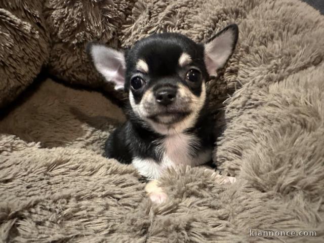 chiot chihuahua femelle a donner 