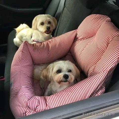 chiot bichon maltais à donner 