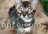 magnifique chaton Bengal disponible 