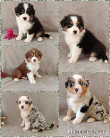 chiot berger australien disponible pour adoption 