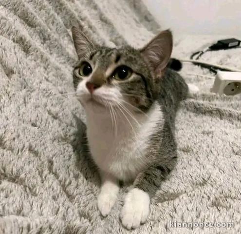 je donne mon chaton disponible 