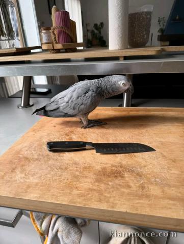 bébé perroquet gris du Gabon pour adoption 