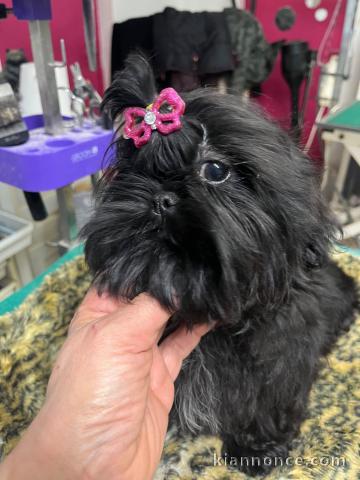 je donne chiot Shih Tzu lof 