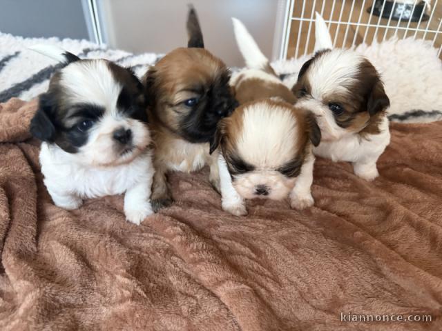 adoption chiot Shih Tzu lof 