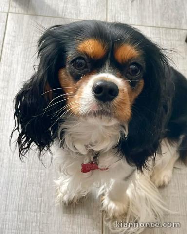 chiot cavalier king charle femelle a donner 