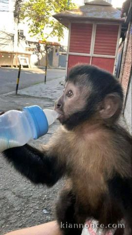 singe capucin mâle pour adoption 
