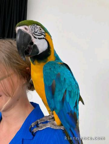 perroquet disponible 