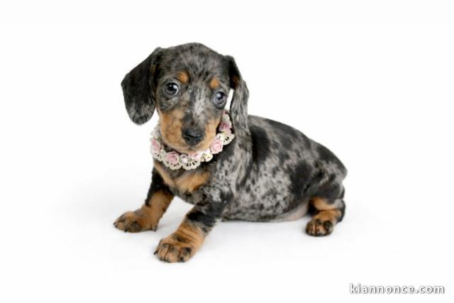 chiot teckel arlequin a donner 