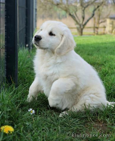 chiot golden retriever mâle a donner 