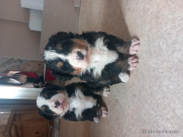chiot bouvier bernois a donner 