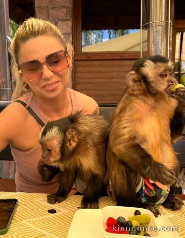 singe capucin femelle et mâle disponible 