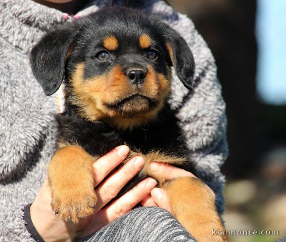 je donne chiot rottweiler disponible 