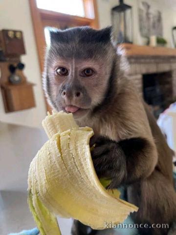 adorable singe capucin mâle disponible 