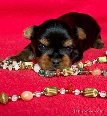 chiot Yorkshire femelle à donner 