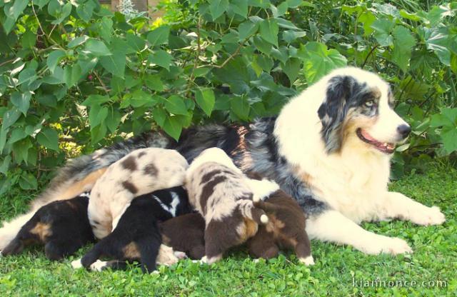 Magnifiques chiots Berger Australien pure race