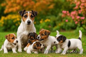 Jolis chiots Jack Russell pure race