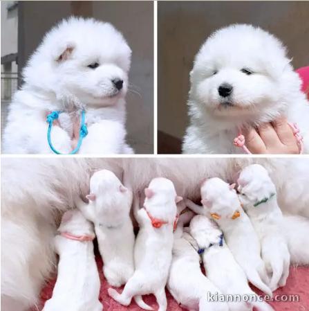 Magnifiques chiots Samoyèdes de pure race
