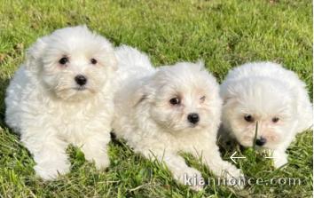 Chiots Bichons Maltais déjà sevrés