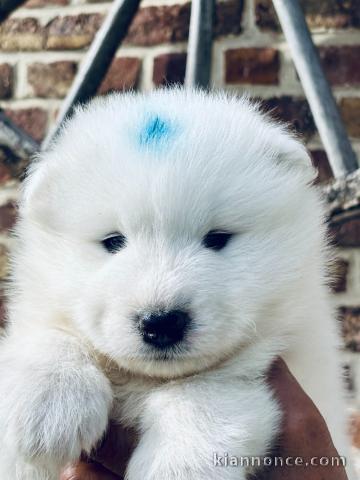 magnifique chiot samoyède a donner 
