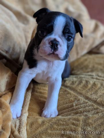 chiot boston terrier femelle a donner 