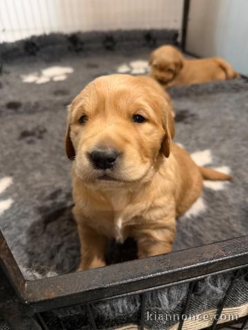 chiot golden retriever mâle a donner 