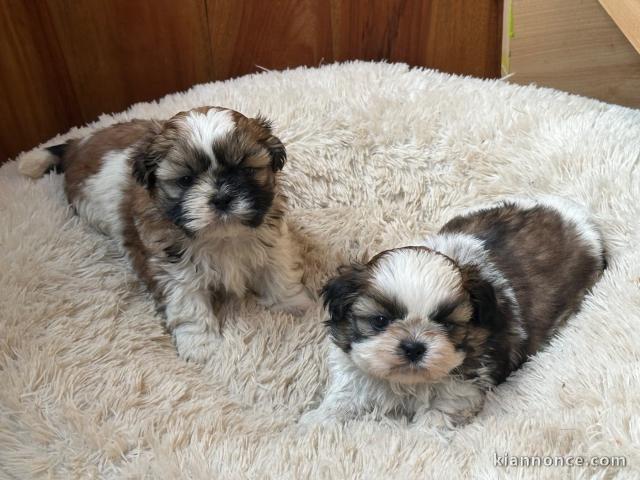 chiot Shih Tzu a donner 