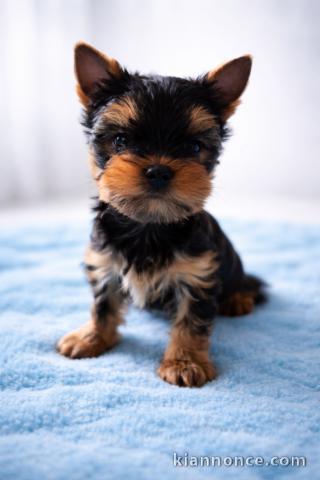 je donne chiot Yorkshire terrier femelle 