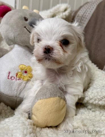 chiot bichon maltais à donner 