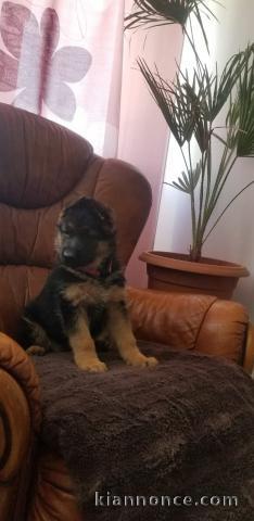 chiot berger allemand disponible pour adoption 