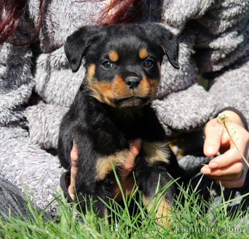 je donne chiot rottweiler disponible 