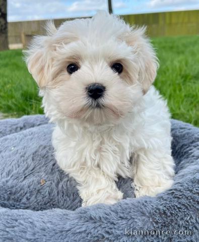 chiot bichon maltais à donner 