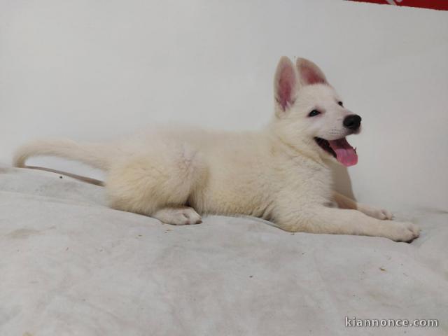 chiot berger blanc suisse disponible 