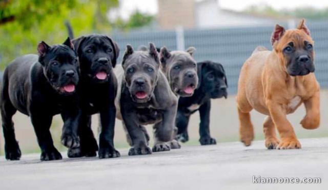  CHIOTS CANE CORSO disponibles