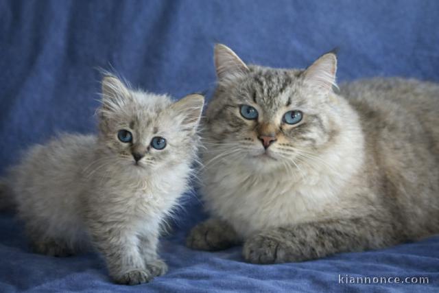 je donne mon chaton sibérien 