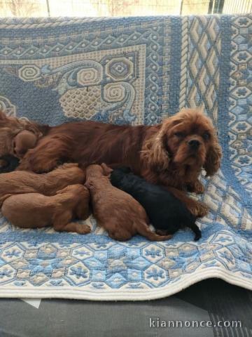 porte chiot cavalier king charle disponible 