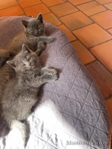 chatons châtreux disponible pour adoption 